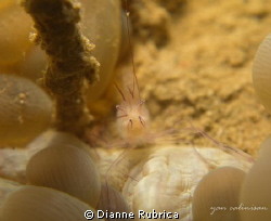 macro shot taken with Sony Rx100/Recsea Housing in San Te... by Dianne Rubrica 